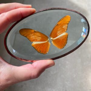 'Vederlicht Ornament' Vlinder 6