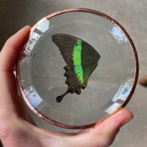 'Vederlicht Ornament' Vlinder 1