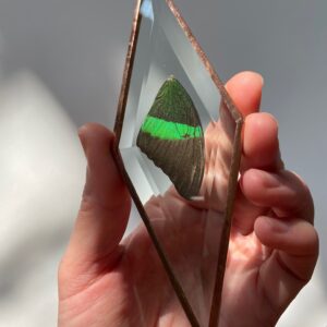 'Vederlicht Ornament' Vlinder 5